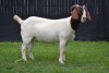 1X BOER GOAT STUD DOE KARSTEN BOER GOAT STUD