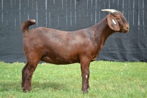 1X KALAHARI RED STUD DOE KARSTEN BOER GOAT STUD