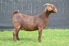 1X KALAHARI RED STUD DOE KARSTEN BOER GOAT STUD