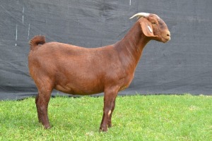 1X KALAHARI RED STUD DOE KARSTEN BOER GOAT STUD