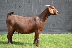 1X KALAHARI RED STUD DOE KARSTEN BOER GOAT STUD