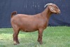 1X KALAHARI RED FLOCK ON WEAN DOE KARSTEN BOER GOAT STUD