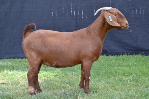 1X KALAHARI RED FLOCK ON WEAN DOE KARSTEN BOER GOAT STUD