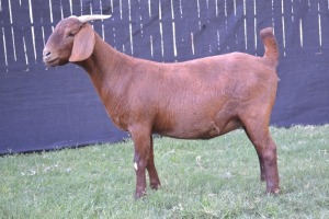 1X KALAHARI RED FLOCK DOE KARSTEN BOER GOAT STUD