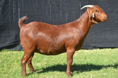 1X KALAHARI RED FLOCK DOE KARSTEN BOER GOAT STUD