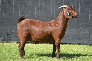 1X KALAHARI RED STUD DOE KARSTEN BOER GOAT STUD