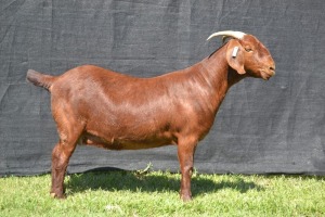 1X KALAHARI RED FLOCK ON WEAN DOE KARSTEN BOER GOAT STUD