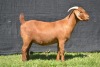 1X KALAHARI RED FLOCK DOE KARSTEN BOER GOAT STUD