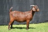 1X KALAHARI RED FLOCK DOE KARSTEN BOER GOAT STUD