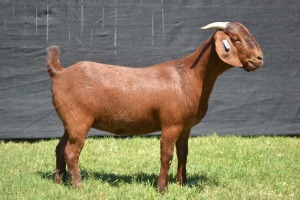 1X KALAHARI RED FLOCK DOE KARSTEN BOER GOAT STUD