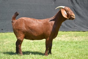 1X KALAHARI RED FLOCK DOE KARSTEN BOER GOAT STUD