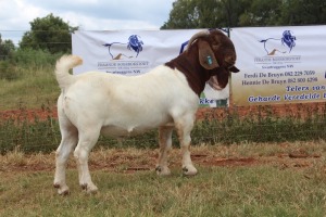 WITHDRAWN - 1X BOER GOAT BUCK FERANDE BOERBOKSTOET