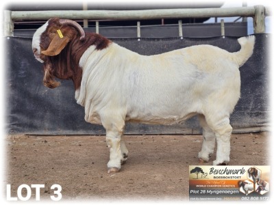 1X BOER GOAT FLOCK 48-488 ON COLOR BUCK BENCHMARK BOERBOKSTOET