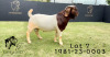 WITHDRAWN - 1X BOER GOAT BUCK F2 BOERBOKSTOET