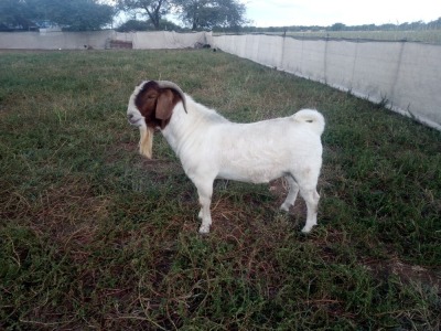 WITHDRAWN - 1X BOER GOAT BUCK GOEDVOOR BOERBOKSTOET