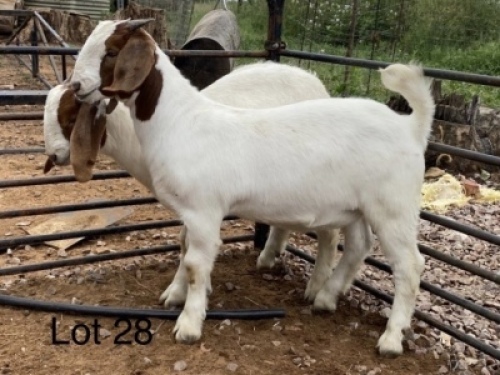 LOT 28&nbsp; -&nbsp; 3X (F) BOK W.A.S. SNYDERS/R.RIEKERT (PER STUK OM LOT TE NEEM/PER PIECE TO TAKE THE LOT)