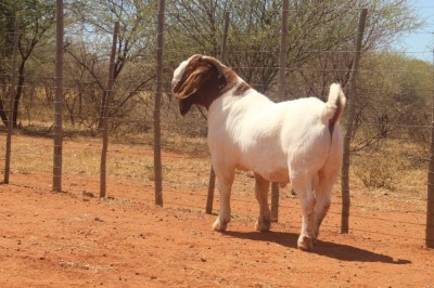 WITHDRAWN - 1X BOER GOAT STUD BUCK HARDEKOOL BOERBOK STOET 2077