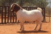 WITHDRAWN - 1X BOER GOAT STUD BUCK HARDEKOOL BOERBOK STOET 2077 - 2