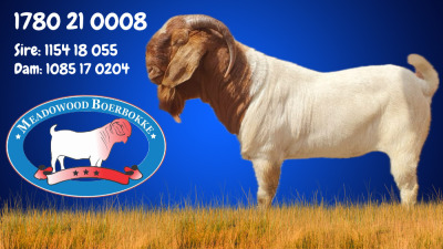 WITHDRAWN - 1X BOER GOAT BUCK MEADOWOOD BOERBOKSTOET