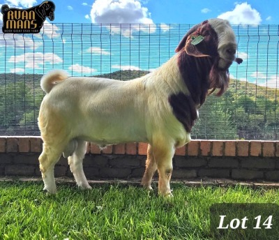 1X BOER GOAT FLOCK 48-486 BUCK RUAN MANS BOER GOAT STUD