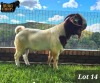 1X BOER GOAT FLOCK 48-486 BUCK RUAN MANS BOER GOAT STUD - 2