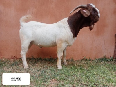 1X BOER GOAT FLOCK 48-487 BUCK N&G FOURIE STOET