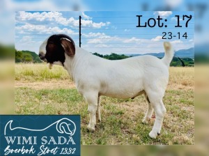 1X BOER GOAT FLOCK 48-489 BUCK WIMI SADA BOERBOK STOET