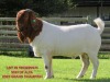 1X BOER GOAT FLOCK 15-117 BUCK SHONGOLOLO BOERBOK STOET 1564