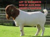 1X BOER GOAT FLOCK 15-117 BUCK SHONGOLOLO BOERBOK STOET 1564 - 2