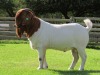 1X BOER GOAT FLOCK 15-117 BUCK SHONGOLOLO BOERBOK STOET 1564 - 3