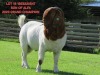 1X BOER GOAT FLOCK 15-117 BUCK SHONGOLOLO BOERBOK STOET 1564 - 4