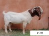 WITHDRAWN - 1X BOER GOAT BUCK N&G FOURIE STOET