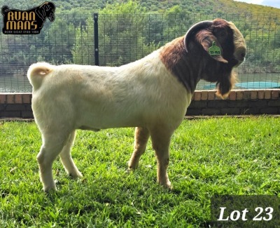 WITHDRAWN - 1X BOER GOAT BUCK RUAN MANS BOER GOAT STUD