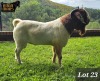 WITHDRAWN - 1X BOER GOAT BUCK RUAN MANS BOER GOAT STUD - 2