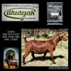 1X KALAHARI RED STUD 48-317 DOE DHIDEJAK KALAHARI REDS