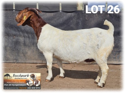 1X BOER GOAT FLOCK 48- 182 ON COLOR DOE BENCHMARK BOERBOKSTOET