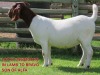 WITHDRAWN - 1X BOER GOAT DOE SHONGOLOLO BOERBOK STOET 1563 - 2