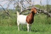 WOTHDRAWN - 1X BOER GOAT DOE SHEKINAH BOER GOAT STUD