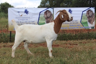 1X BOER GOAT STUD 42-111 DOE FERANDE BOERBOKSTOET