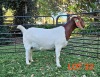 WITHDRAWN - 1X BOER GOAT DOE BOK BOK BOERDERY STUD