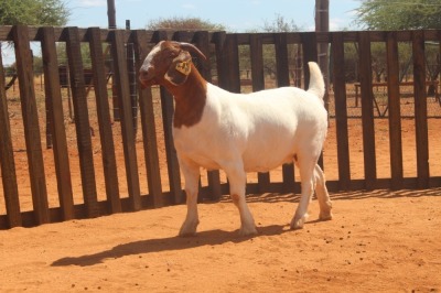 1X BOER GOAT STUD 48-320 DOE HARDEKOOL BOERBOK STOET 2077