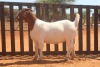 1X BOER GOAT STUD 48-320 DOE HARDEKOOL BOERBOK STOET 2077 - 2