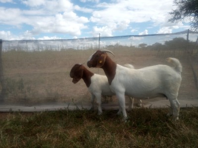 1+1X BOER GOAT PREGNANT STUD 48-319 DOE GOEDVOOR BOERBOKSTOET