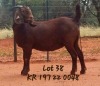 1X KALAHARI RED PREGNANT FLOCK 48-523 DOE JAZETT GENETICS KALAHARI REDS AND BOERGOAT STUD