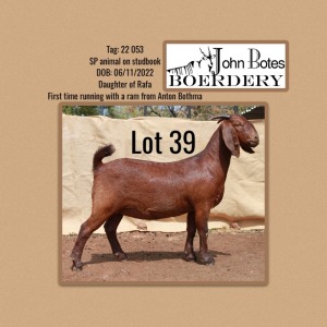 1X KALAHARI RED DOE JOHN BOTES BOERDERY