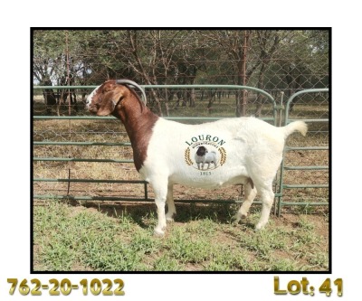 1 + 2X BOER GOAT PREGNANT STUD 48-331 DOE LOURON BOERBOK STOET