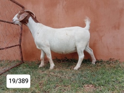 1X BOER GOAT PREGNANT FLOCK 48-508 DOE N&G FOURIE STOET