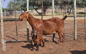 1X KALAHARI RED DOE POEN DE BRUYN STOET