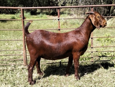 1X KALAHARI RED FLOCK 48-543 DOE NGUPI