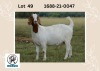 WITHDRAWN - 1X BOER GOAT DOE RONWIL BOERBOKSTOET